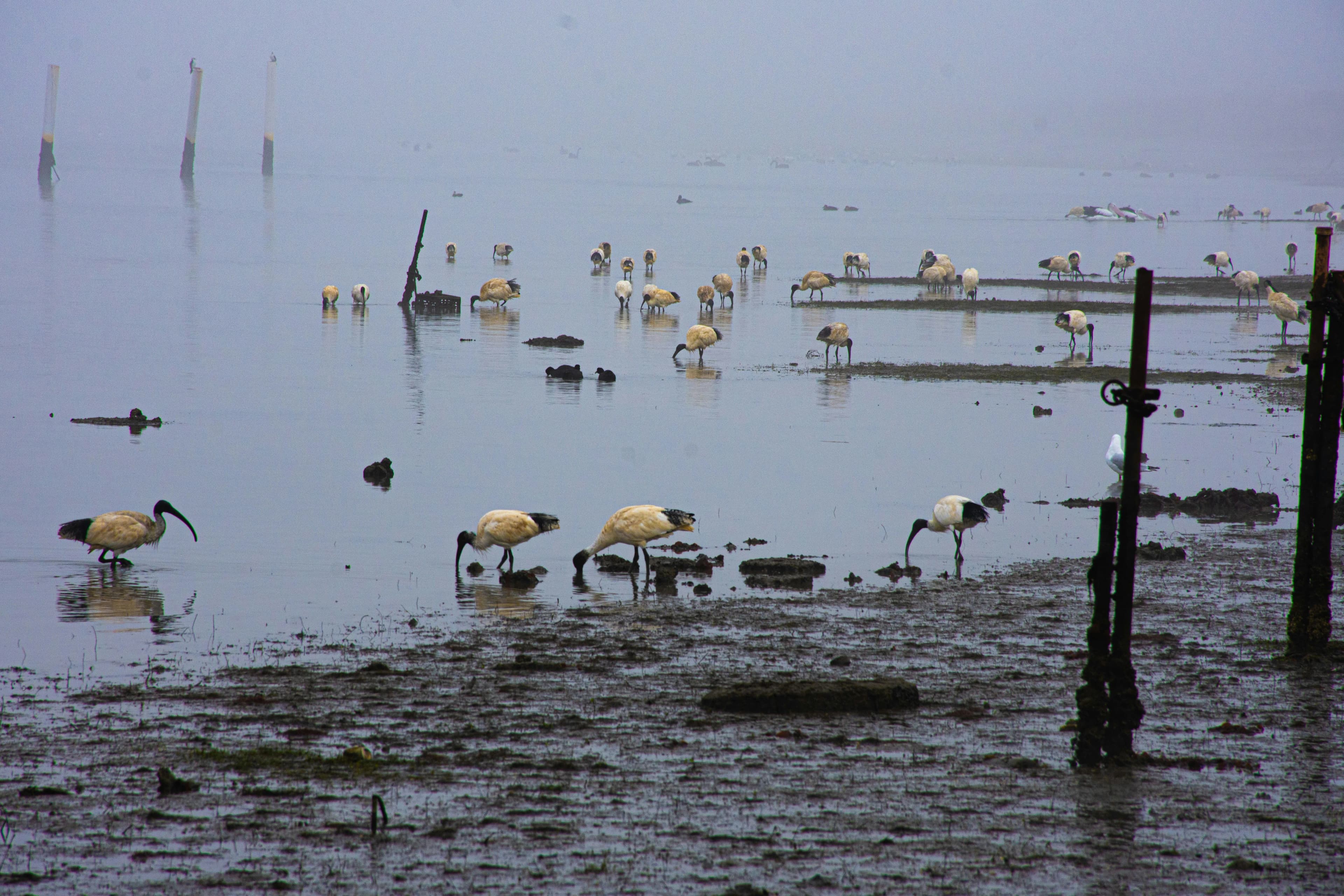 Werribee — taxi to Melbourne Airport