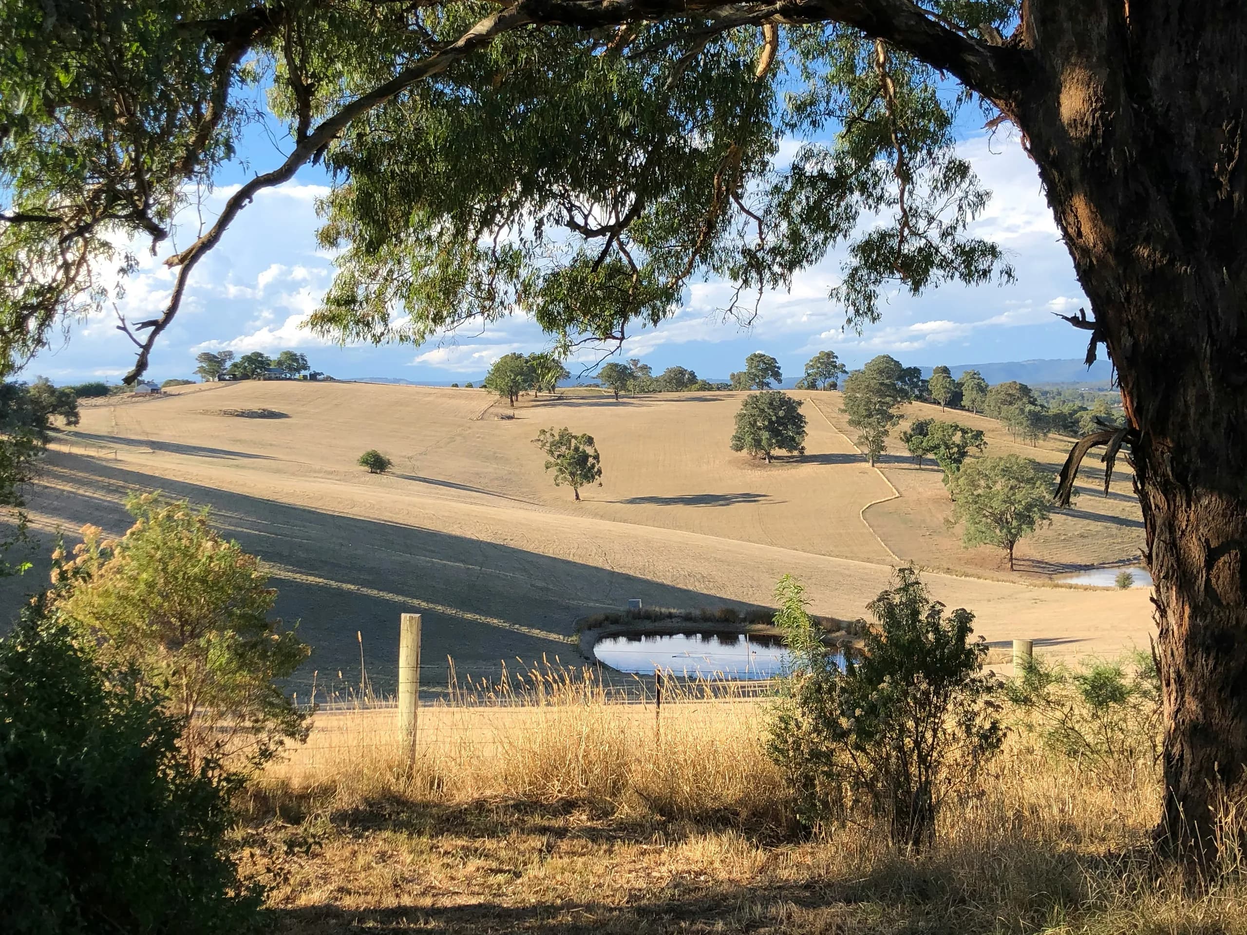 A gum tree framing golden paddocks, a farm dam and distant hills in the Yarra Valley